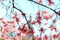 Magnolias with church in the back